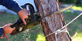 How Our Tree Care Process Works  in  Wellsville, UT