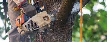 Best Stump Grinding and Removal  in Wellsville, UT