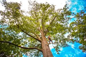 Best Pest Control for Lawns  in Wellsville, UT