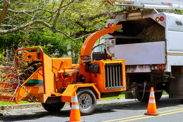 Best Stump Grinding and Removal  in Wellsville, UT