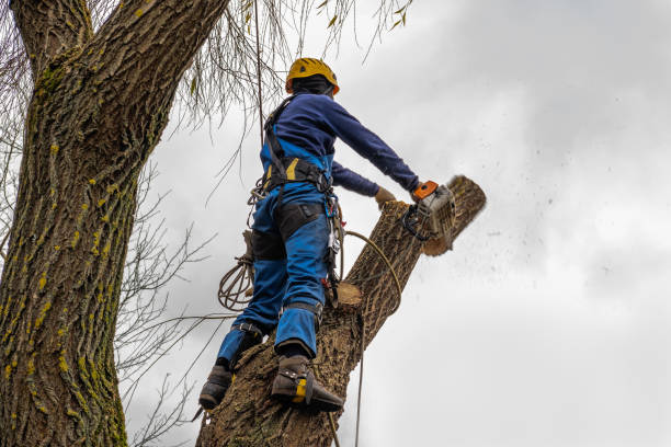 Best Leaf Removal  in Wellsville, UT