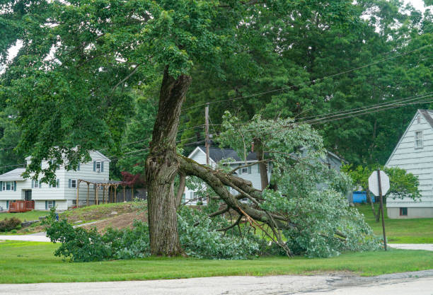 Best Tree Removal  in Wellsville, UT