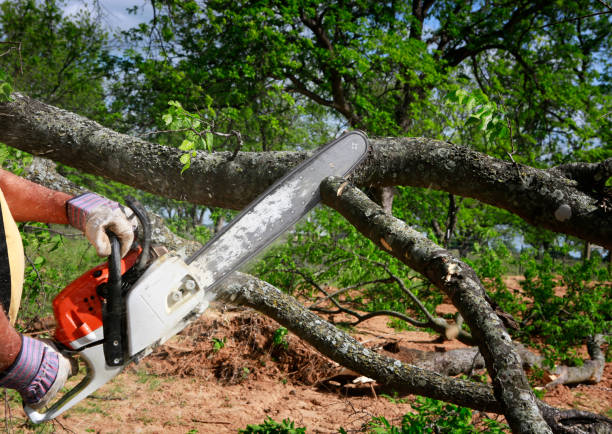 Best Utility Line Clearance  in Wellsville, UT