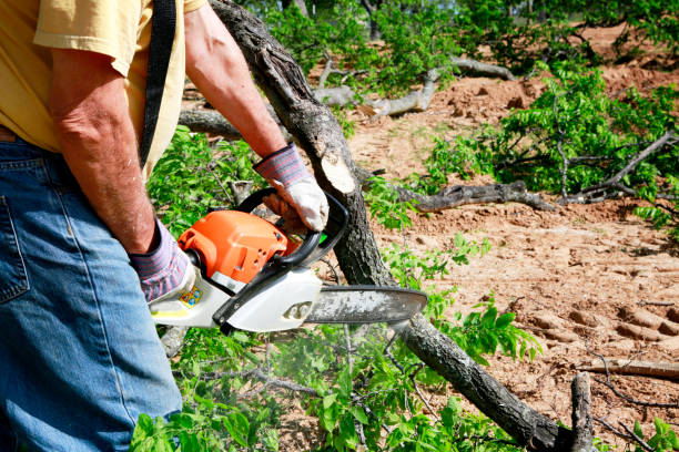Best Lawn Maintenance Plans  in Wellsville, UT