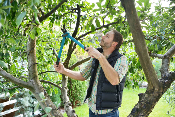 Best Tree Risk Assessment  in Wellsville, UT